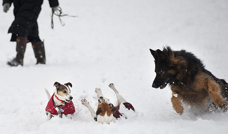 UK snow: Dogs play in the snow on the Sandringham estate in Norfolk 