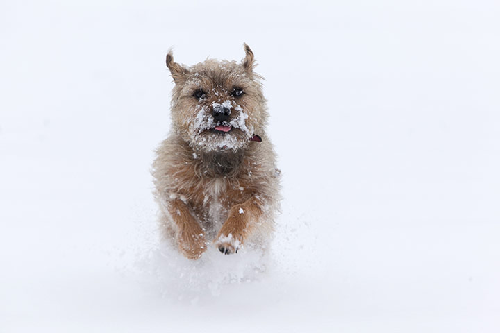 UK snow: Rosie, a Border/Jack Russell cross, in the snow in Hoxne, Suffolk