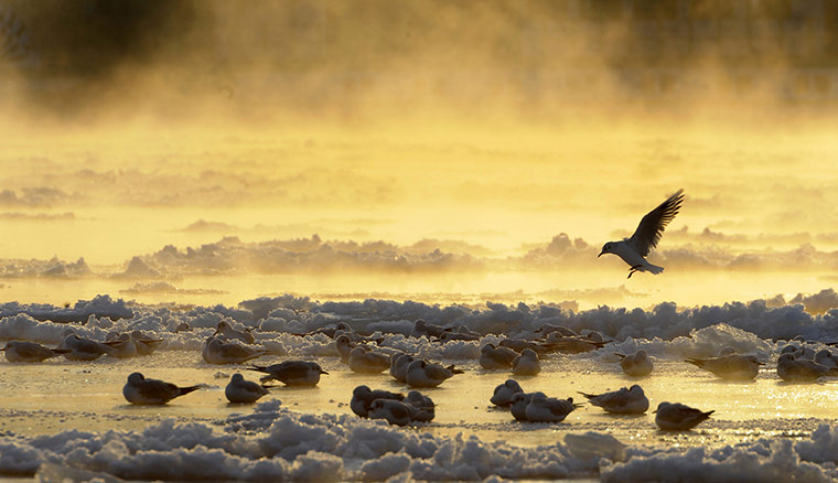 Europe weather: Birds are seen on the partly frozen river Elbe in Dresden, Germany