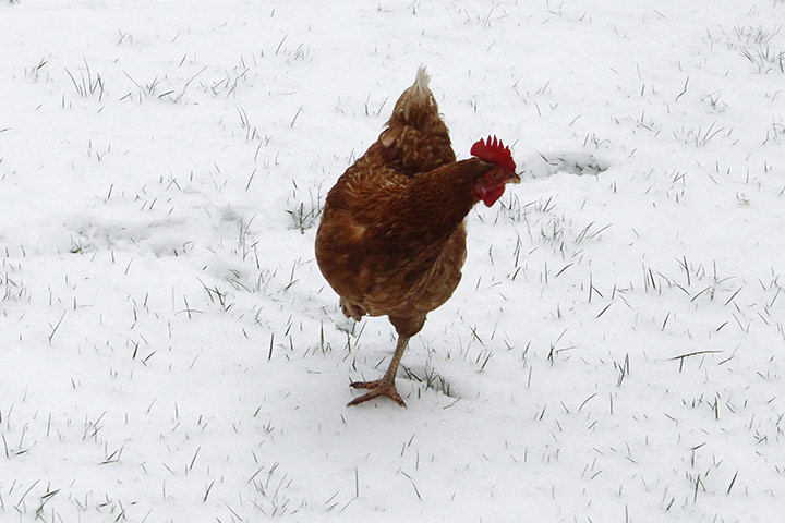 Europe weather: A hen walks on freshly fallen snow in Vertou, France