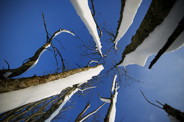 Europe weather: Snow covers tree trunks Bornholm, Denmark