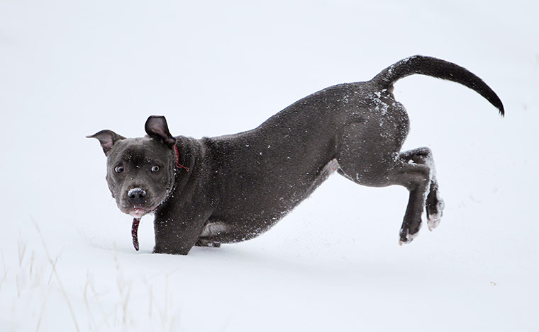 Europe weather: A dog leaps through deep snow in Great Chart, Kent