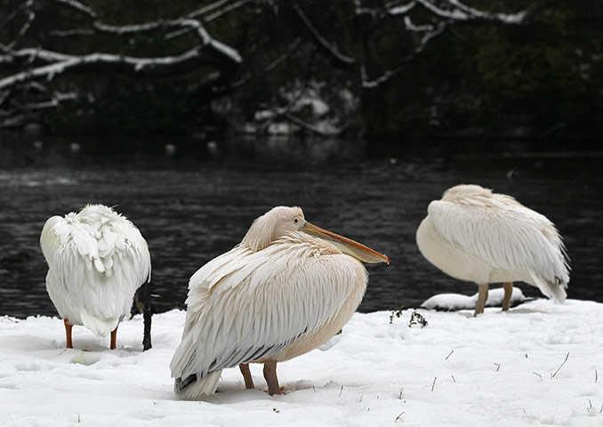 Europe weather: Pelicans huddle to keep warm in the snow in St James' Park in London
