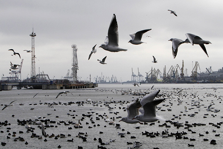 24 hours: Ilyichevsk, Ukraine: Migrating birds near the port