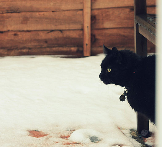 Reader's snow pictures: George the cat contemplates whether to step out into the snow