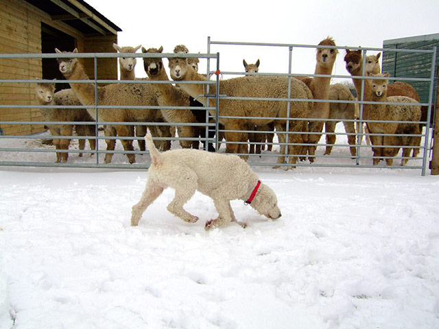 Reader's snow pictures: Jack's first sight of snow, and alpacas, in Rutland