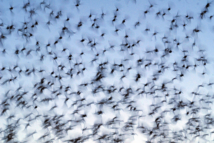 24 hours in pictures: Ahmedabad, India: A large flock of birds fly overhead