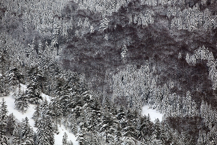 24 hours in pictures: Bastelica, Corsica: Snow covered trees
