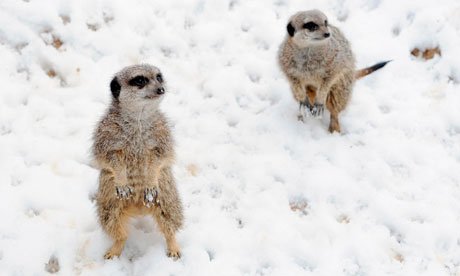 Meerkats in the snow at London Zoo