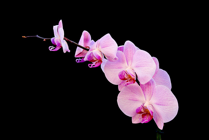 In pictures: Pink: moth orchid