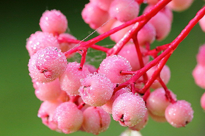 In pictures: Pink: Sorbus hupehensis