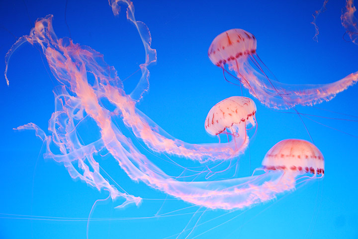 In pictures: Pink: jellyfish