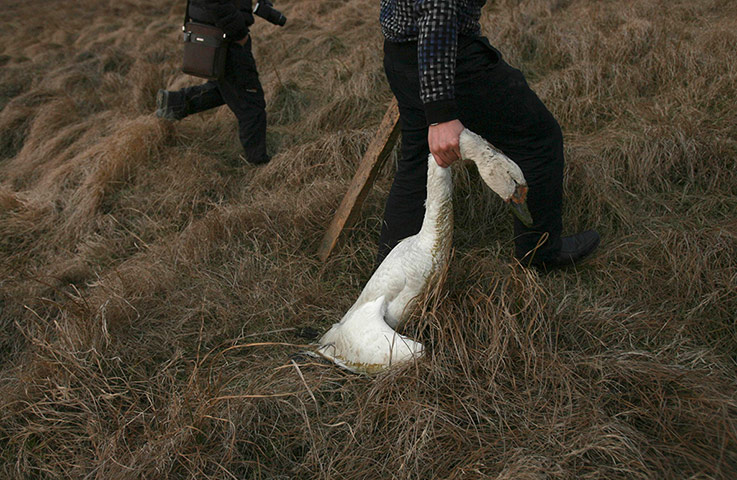Week in Wildlife: A volunteer holds a dead swan at the Fuhe wetlands in Wuhan