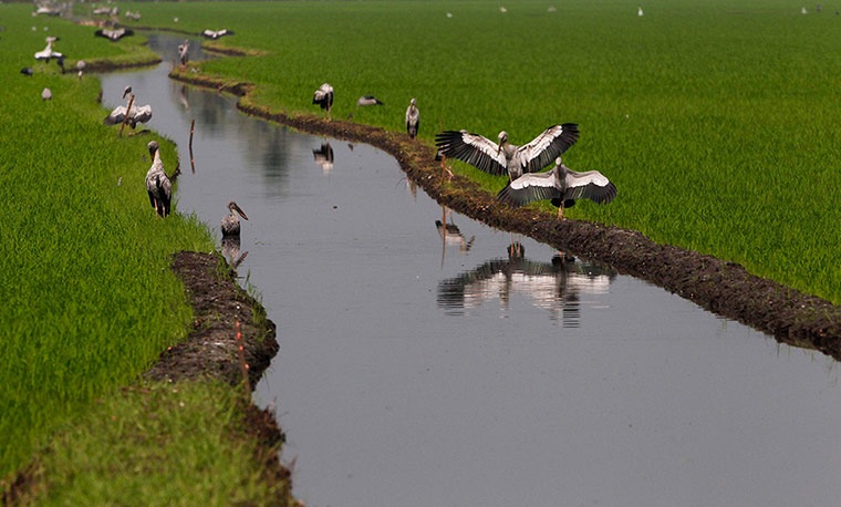 Week in Wildlife: Storks are seen on the rice field in Thailand