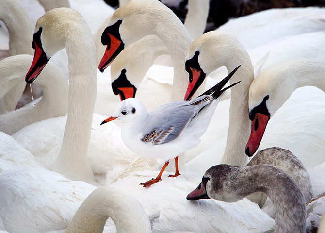 Week in Wildlife: A seagull, geese and swans search for food