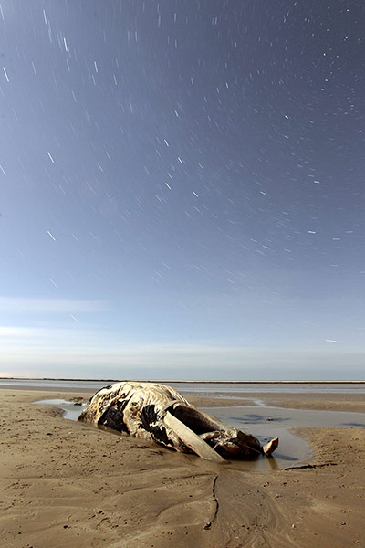Week in Wildlife: humpback whale was found dead near Caen