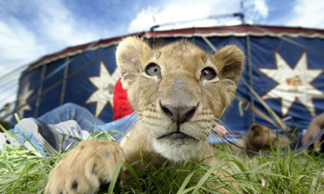 A lion cub at the circus