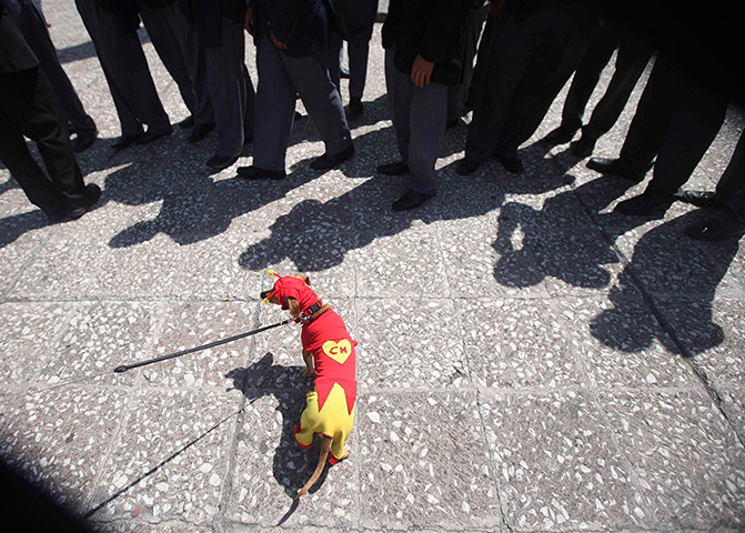 24 hours in pictures: A dog dressed as 