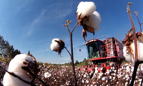 cotton farming