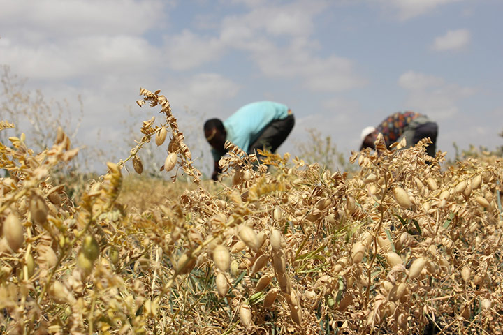 Ethiopia: New seed varieties boost chickpea harvests in Ethiopia