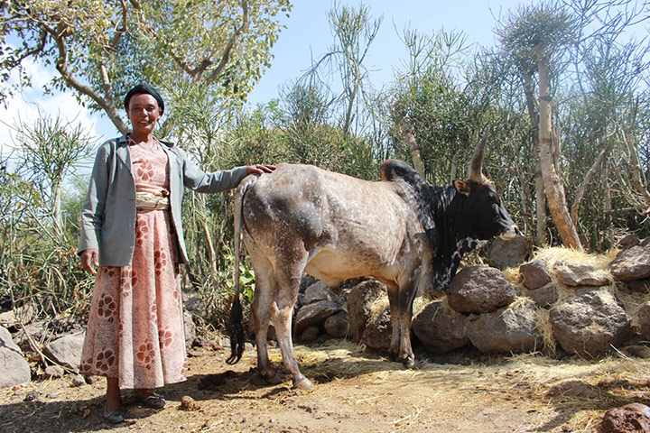 Ethiopia: New seed varieties boost chickpea harvests in Ethiopia