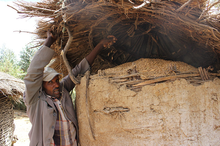 Ethiopia: New seed varieties boost chickpea harvests in Ethiopia