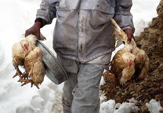 Featured Photojournalist: A soldier carries chicken to be cooked for dinner near the Kalpani base