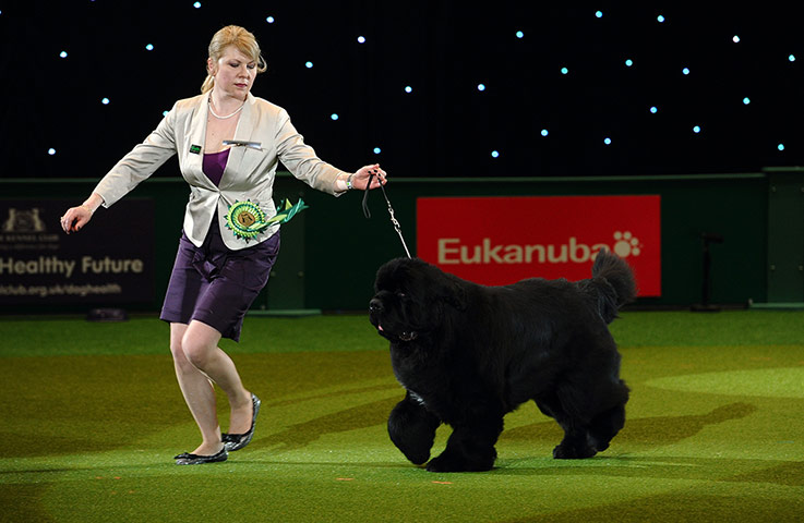 Crufts final day winners: Crufts final day winners