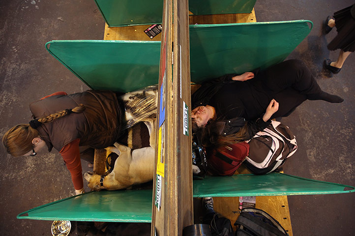 Crufts final day winners: Crufts final day winners