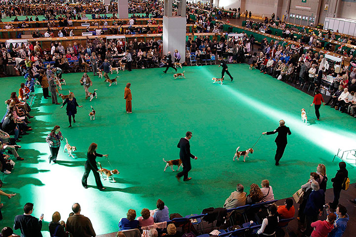 Crufts final day winners: Crufts final day winners