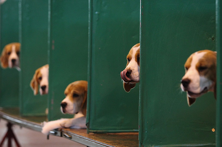 Crufts final day winners: Crufts final day winners