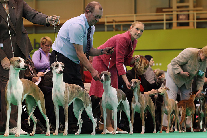 Crufts final day winners: Crufts final day winners