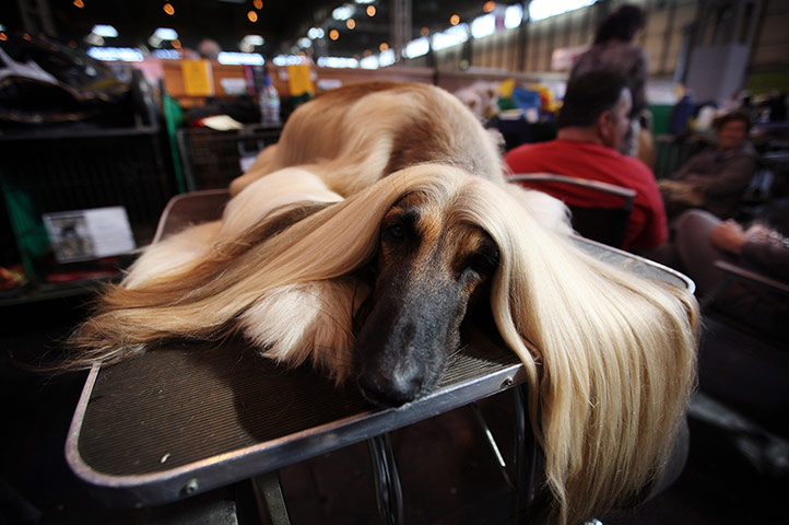 Crufts final day winners: Crufts final day winners