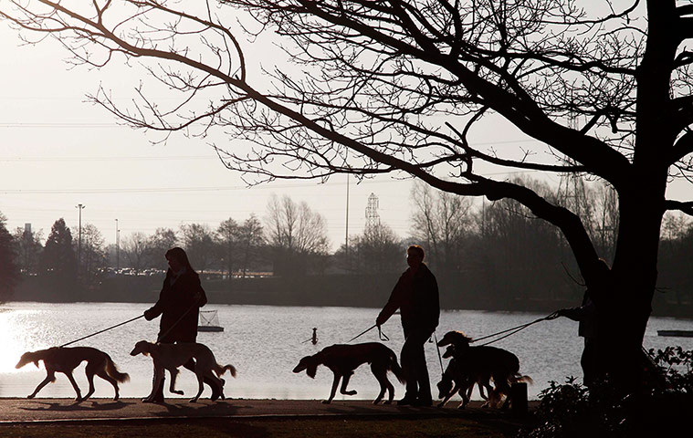 Crufts final day winners: Crufts final day winners