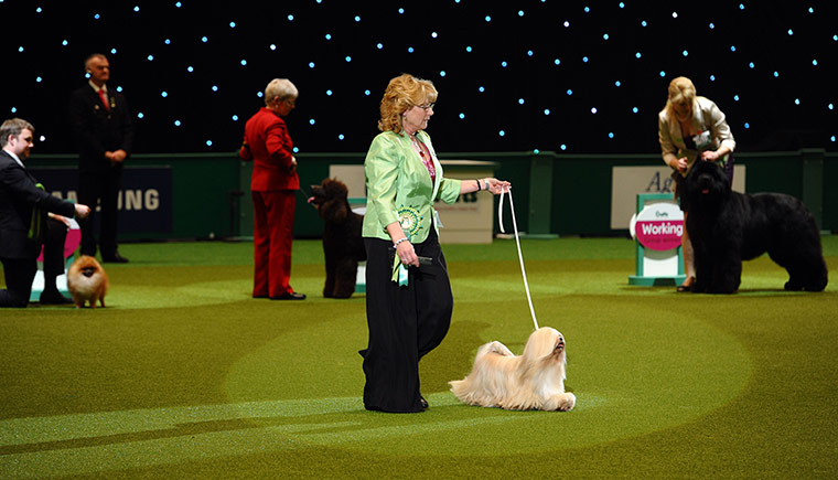 Crufts final day winners: Crufts final day winners