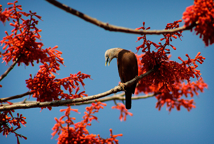 24 hours in pictures: a bird collects nectar
