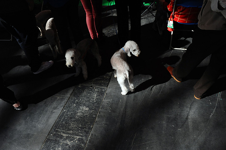24 hours in pictures: bedlington terriers 