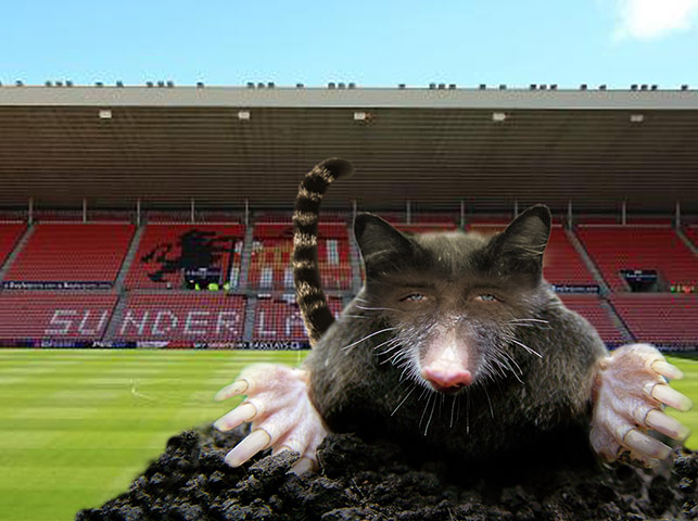 Lee Cattermole: Lee Cattermole 6