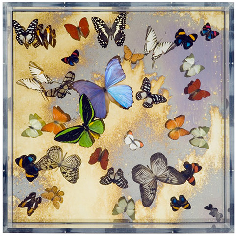 Al-Assad's shopping: Ornithop Callicore IV by Nick Jeffrey