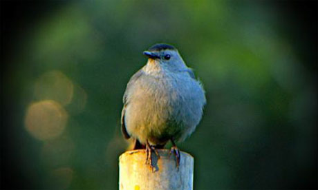 Still from The Central Park Effect