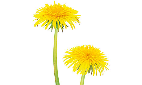 dandelion white background