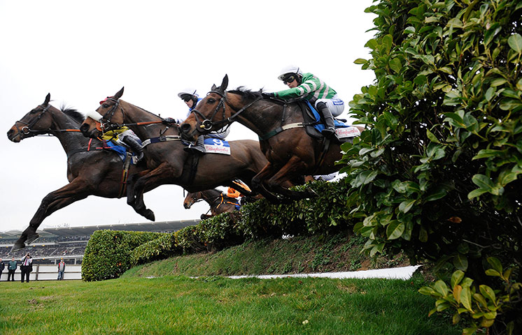 racing: cheltenham racing