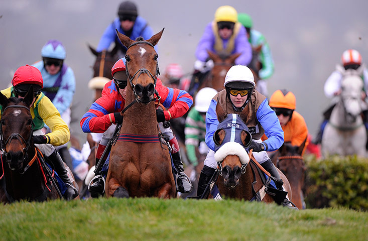 racing: cheltenham racing