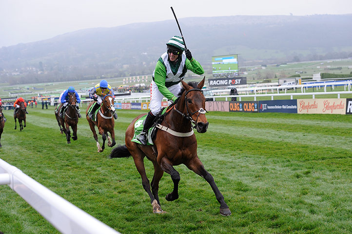 racing: cheltenham racing