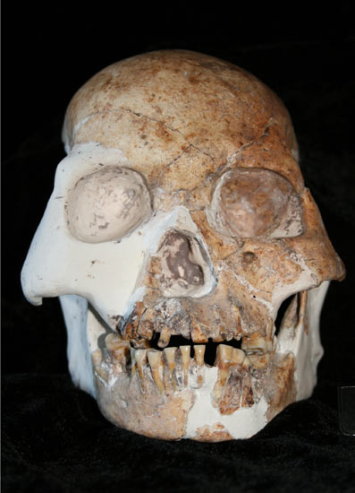Fossilised skull from a possible new species of human