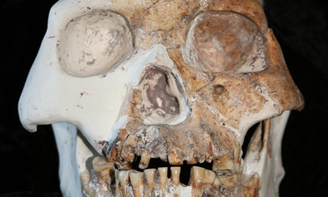Fossilised skull from a possible new species of human