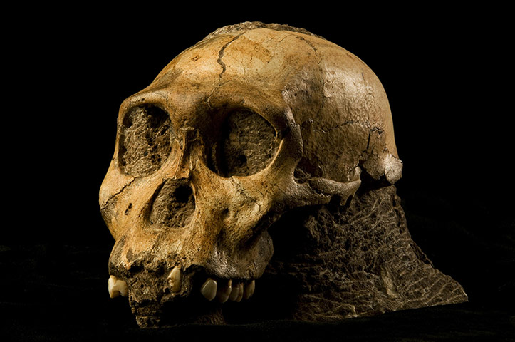 Human evolution: Australopithecus sediba