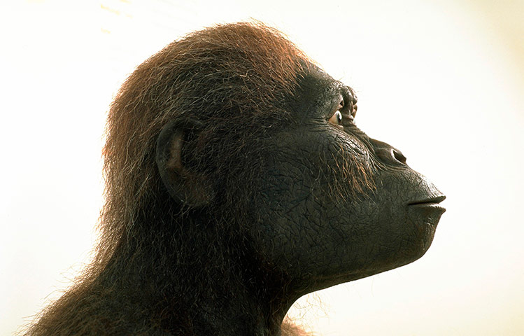 Human evolution: Exhibition on the stages of human evolution