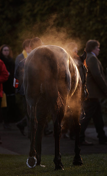 Cheltenham ladies day: A steaming horse is led away at Cheltenham