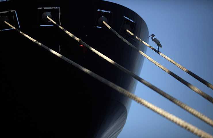 24 hours: Rio de Janeiro, Brazil: An egret stands on a ship's mooring rope